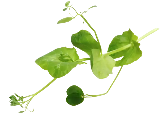 Salad Pea 110gr kist 4 stuks
